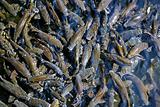 fish crowded school Iberian Barbel Barbus bocagei