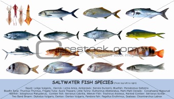 Fish species saltwater clasification isolated on white