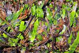 algae seaweed posidonia oceanica dried and green