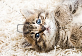 Funny kitten in carpet
