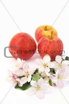 Apples and apple-tree blossoms
