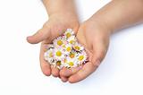 Child´s hands with Daisy