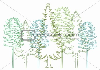 fir trees, vector