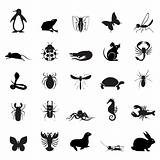 insect collection vector