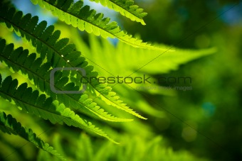Fresh green fern leaves (shallow depth of field)
