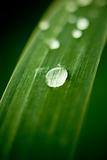Dew drops on grass leaf