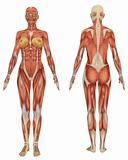 Female Muscular Anatomy Front and Rear View