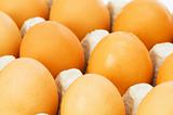 Chicken eggs in the carton