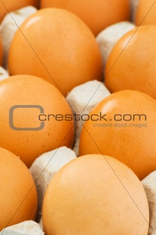Chicken eggs in the carton