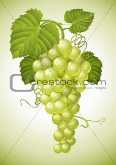 cluster of grape with green leaves