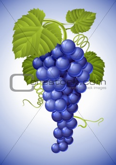 cluster of blue grape with green leaves