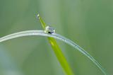 dew drop on blade of grass