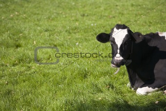 Dutch cow
