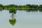 Little mangrove tree