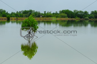 Little mangrove tree