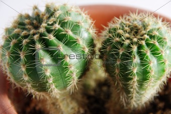  cactus