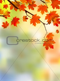 Autumn red leaves, shallow focus.