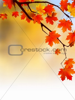Autumn yellow leaves, shallow focus.