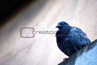 pigeon resting