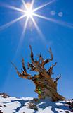 Bristlecone pine and the sun