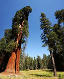 Giant Sequoia Grove