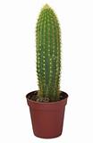 Long cactus in a pot