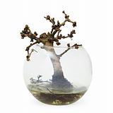 Failed bonsai tree - dead small plant in aquarium