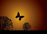 Sunset nature butterfly