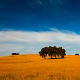 Yellow wheat field
