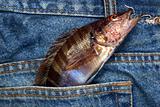 Small fish in a jeans pocket.