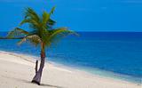 Palm Tree on the sandy beach