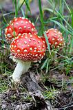 mushroom - Amanita muscaria