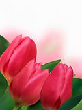 Pink tulips with copyspace on white background.