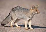 Patagonian grey fox (Dusicyon culpaeus) 