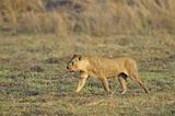 Lioness after hunting. 