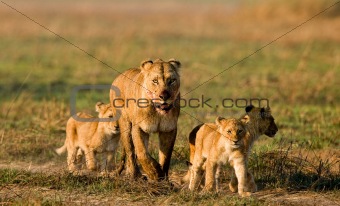 Lioness with three cubs.