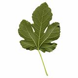 Fig leaf
