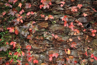 a wall with many red leaf