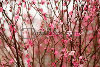 Chinese new year decoration flower-peach blossom