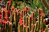 Flowering Cactus Garden