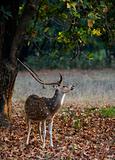 Male  Spotted Deer (Axis axis).