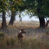 Spotted Deer(Male)