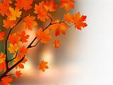 Autumn colors maple tree.
