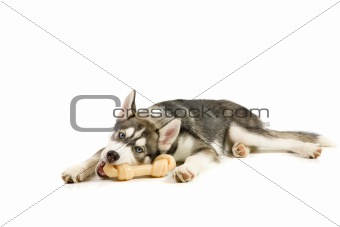 Puppy with the bone