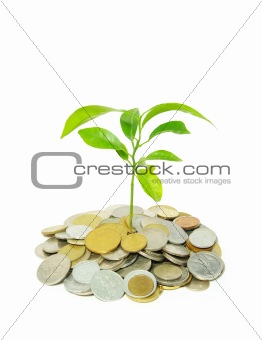 plant in coins  