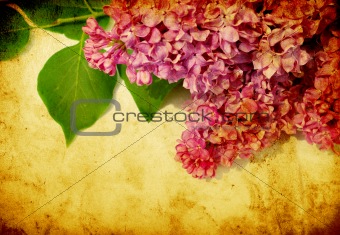 lilac flower  