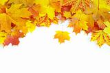 autumn maple leaves 