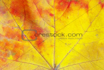  leaf  background