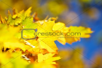 autumn leaves 