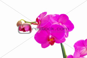  orchids 